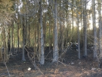 Waldbrand in Sparbach