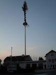 Maibaum 2015